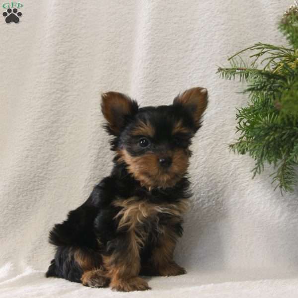 Merry, Yorkie Puppy